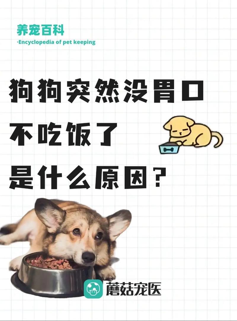 为什么狗狗不吃饭_为什么狗狗不吃饭只喝水-第3张图片-后鲨宠物 为什么狗狗不吃饭_为什么狗狗不吃饭只喝水-第3张图片-后鲨宠物