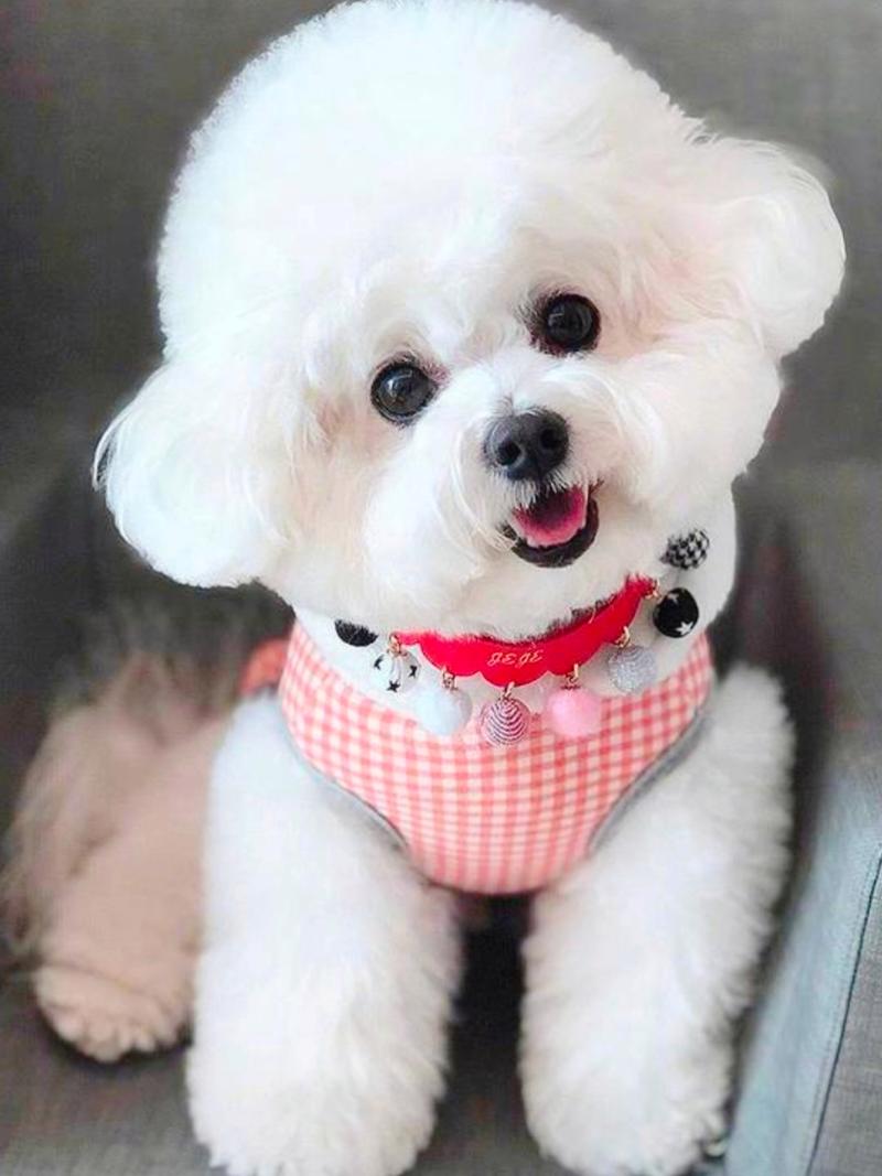 比较安静的狗狗品种,适合楼房养的狗不爱叫?-第2张图片-后鲨宠物 比较安静的狗狗品种,适合楼房养的狗不爱叫?-第2张图片-后鲨宠物