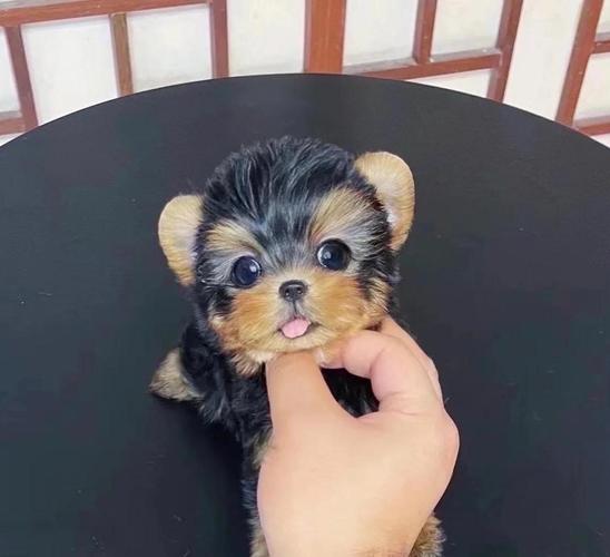 比较安静的狗狗品种,适合楼房养的狗不爱叫?-第4张图片-后鲨宠物 比较安静的狗狗品种,适合楼房养的狗不爱叫?-第4张图片-后鲨宠物