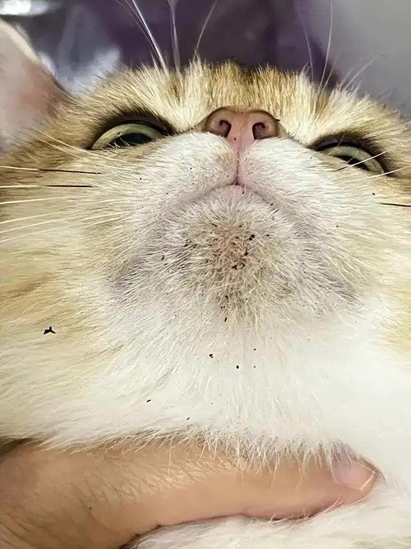 猫咪黑下巴会疼吗,猫咪黑下巴对猫咪有影响吗-第2张图片-后鲨宠物 猫咪黑下巴会疼吗,猫咪黑下巴对猫咪有影响吗-第2张图片-后鲨宠物