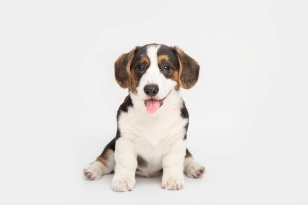 狗狗能吃蚕豆吗,狗狗能吃蚕豆吗??-第3张图片-后鲨宠物 狗狗能吃蚕豆吗,狗狗能吃蚕豆吗??-第3张图片-后鲨宠物