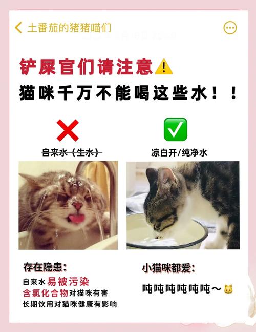 猫咪多喝水好吗_猫咪多喝点水好吗-第2张图片-后鲨宠物 猫咪多喝水好吗_猫咪多喝点水好吗-第2张图片-后鲨宠物