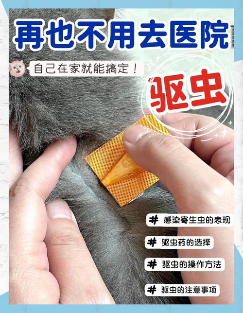 猫咪内外驱虫多少钱,猫里外驱虫多少钱-第3张图片-后鲨宠物 猫咪内外驱虫多少钱,猫里外驱虫多少钱-第3张图片-后鲨宠物