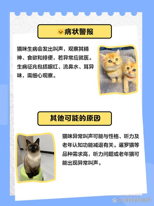 猫咪总叫唤是怎么了,猫一直走来走去还叫唤-第3张图片-后鲨宠物 猫咪总叫唤是怎么了,猫一直走来走去还叫唤-第3张图片-后鲨宠物