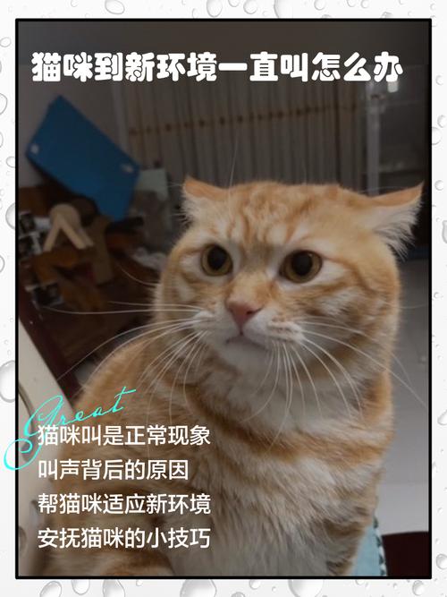 猫咪总叫唤是怎么了,猫一直走来走去还叫唤-第4张图片-后鲨宠物 猫咪总叫唤是怎么了,猫一直走来走去还叫唤-第4张图片-后鲨宠物