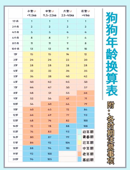 狗狗半年是几岁,半年狗狗相当于人类几岁?-第3张图片-后鲨宠物 狗狗半年是几岁,半年狗狗相当于人类几岁?-第3张图片-后鲨宠物