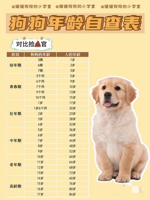狗狗半年是几岁,半年狗狗相当于人类几岁?-第5张图片-后鲨宠物 狗狗半年是几岁,半年狗狗相当于人类几岁?-第5张图片-后鲨宠物