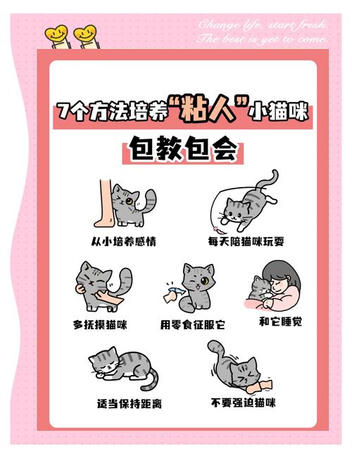 猫咪粘人怎么办,猫咪粘人是好是坏-第1张图片-后鲨宠物 猫咪粘人怎么办,猫咪粘人是好是坏-第1张图片-后鲨宠物