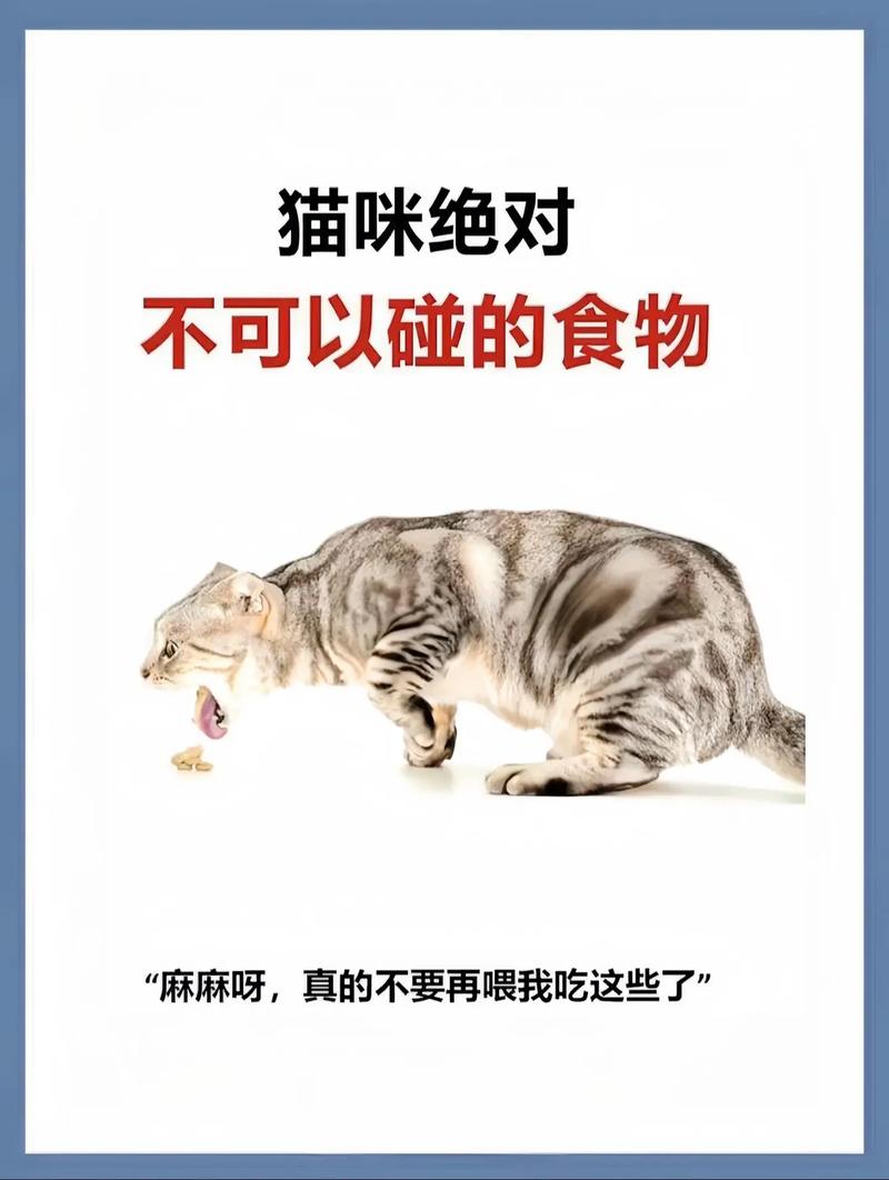 猫咪能不能吃面包_猫咪能吃面包吗?-第3张图片-后鲨宠物 猫咪能不能吃面包_猫咪能吃面包吗?-第3张图片-后鲨宠物