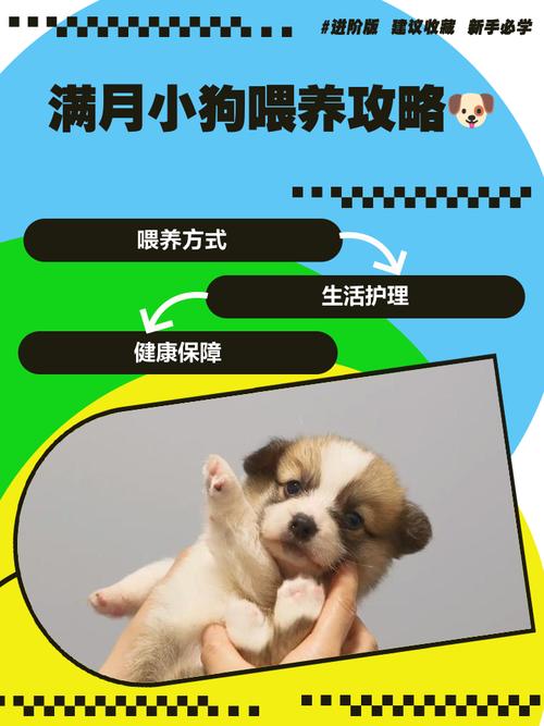 刚刚满月的狗狗怎么养,刚刚满月的狗狗怎么养比较好-第2张图片-后鲨宠物 刚刚满月的狗狗怎么养,刚刚满月的狗狗怎么养比较好-第2张图片-后鲨宠物