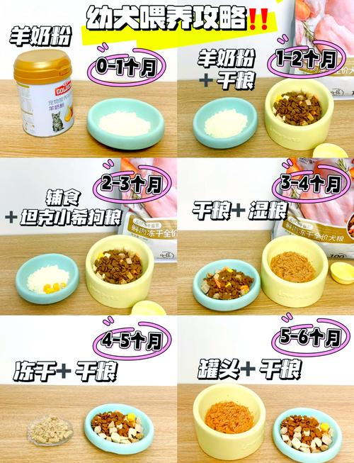 刚刚满月的狗狗怎么养,刚刚满月的狗狗怎么养比较好-第3张图片-后鲨宠物 刚刚满月的狗狗怎么养,刚刚满月的狗狗怎么养比较好-第3张图片-后鲨宠物