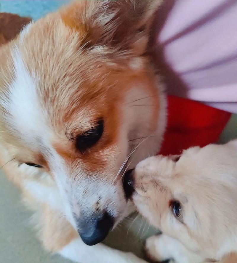 刚刚满月的狗狗怎么养,刚刚满月的狗狗怎么养比较好-第4张图片-后鲨宠物 刚刚满月的狗狗怎么养,刚刚满月的狗狗怎么养比较好-第4张图片-后鲨宠物