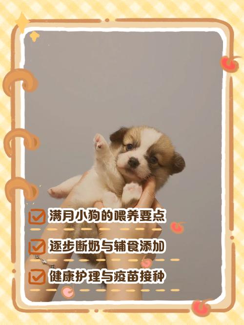 刚刚满月的狗狗怎么养,刚刚满月的狗狗怎么养比较好-第6张图片-后鲨宠物 刚刚满月的狗狗怎么养,刚刚满月的狗狗怎么养比较好-第6张图片-后鲨宠物