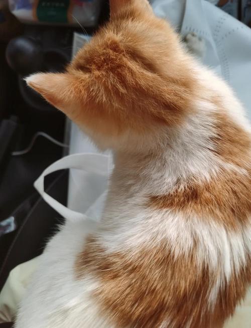 猫咪跑了还会回来吗,猫跑了会跑远吗-第1张图片-后鲨宠物 猫咪跑了还会回来吗,猫跑了会跑远吗-第1张图片-后鲨宠物