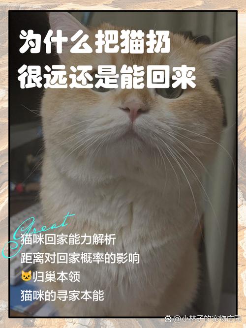 猫咪跑了还会回来吗,猫跑了会跑远吗-第3张图片-后鲨宠物 猫咪跑了还会回来吗,猫跑了会跑远吗-第3张图片-后鲨宠物