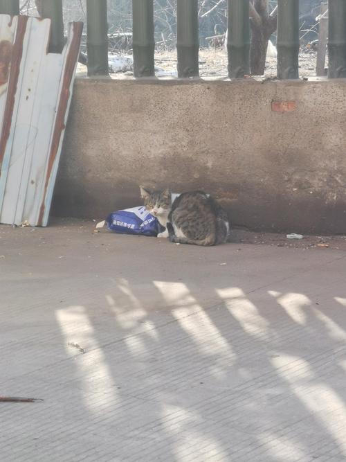 猫咪跑了还会回来吗,猫跑了会跑远吗-第5张图片-后鲨宠物 猫咪跑了还会回来吗,猫跑了会跑远吗-第5张图片-后鲨宠物