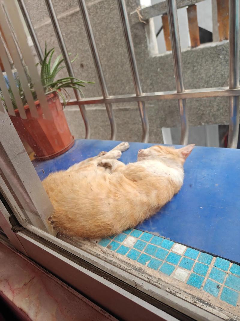 猫咪跑了还会回来吗,猫跑了会跑远吗-第6张图片-后鲨宠物 猫咪跑了还会回来吗,猫跑了会跑远吗-第6张图片-后鲨宠物