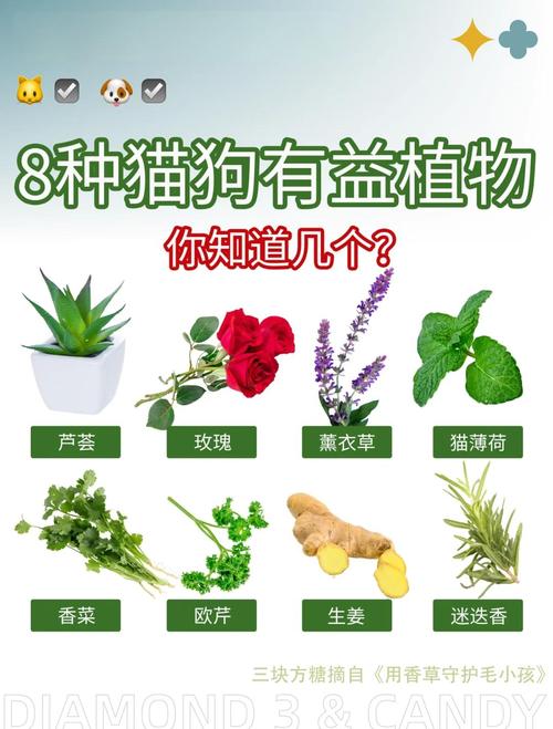 狗狗可以吃猫草吗_狗狗可以吃猫草吗有营养吗-第2张图片-后鲨宠物 狗狗可以吃猫草吗_狗狗可以吃猫草吗有营养吗-第2张图片-后鲨宠物