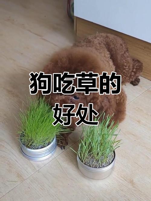 狗狗可以吃猫草吗_狗狗可以吃猫草吗有营养吗-第3张图片-后鲨宠物 狗狗可以吃猫草吗_狗狗可以吃猫草吗有营养吗-第3张图片-后鲨宠物