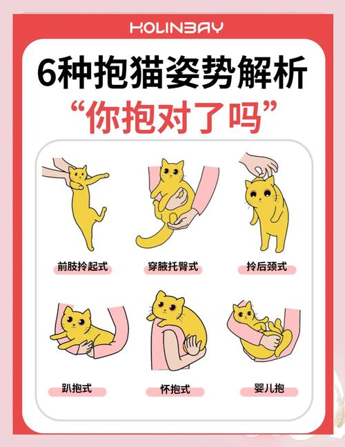 猫咪喜欢被抱吗,猫咪喜欢主人抱抱吗?-第2张图片-后鲨宠物 猫咪喜欢被抱吗,猫咪喜欢主人抱抱吗?-第2张图片-后鲨宠物