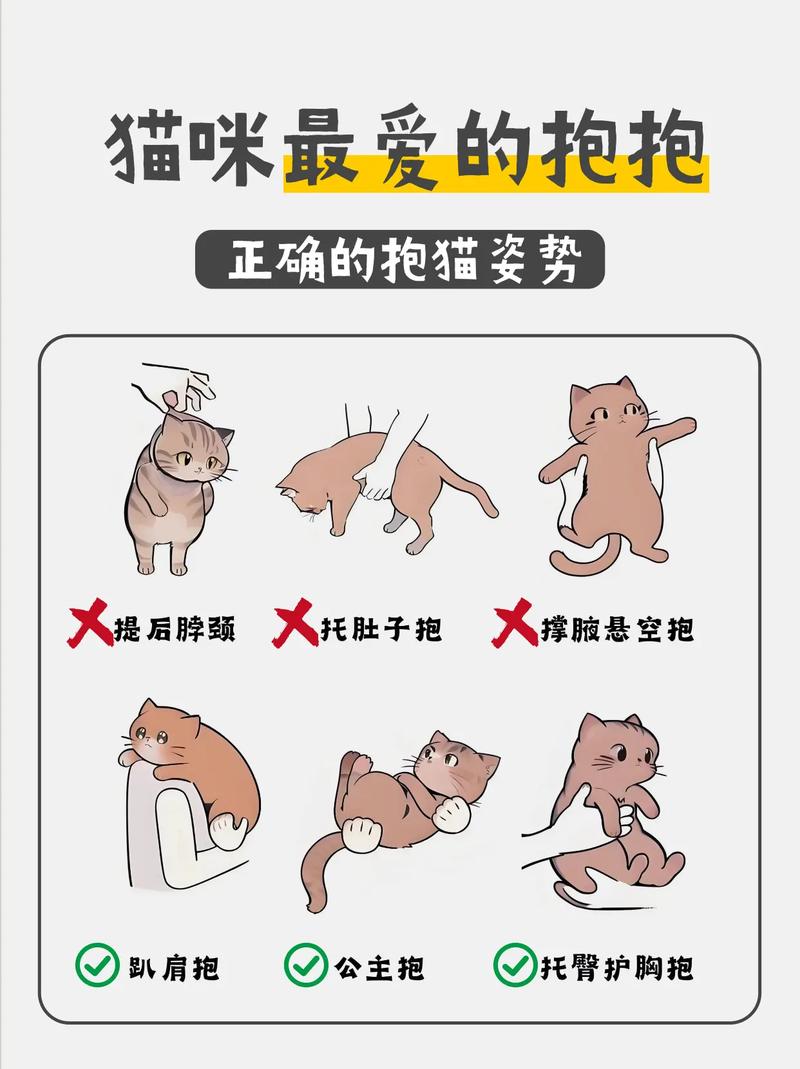 猫咪喜欢被抱吗,猫咪喜欢主人抱抱吗?-第4张图片-后鲨宠物 猫咪喜欢被抱吗,猫咪喜欢主人抱抱吗?-第4张图片-后鲨宠物