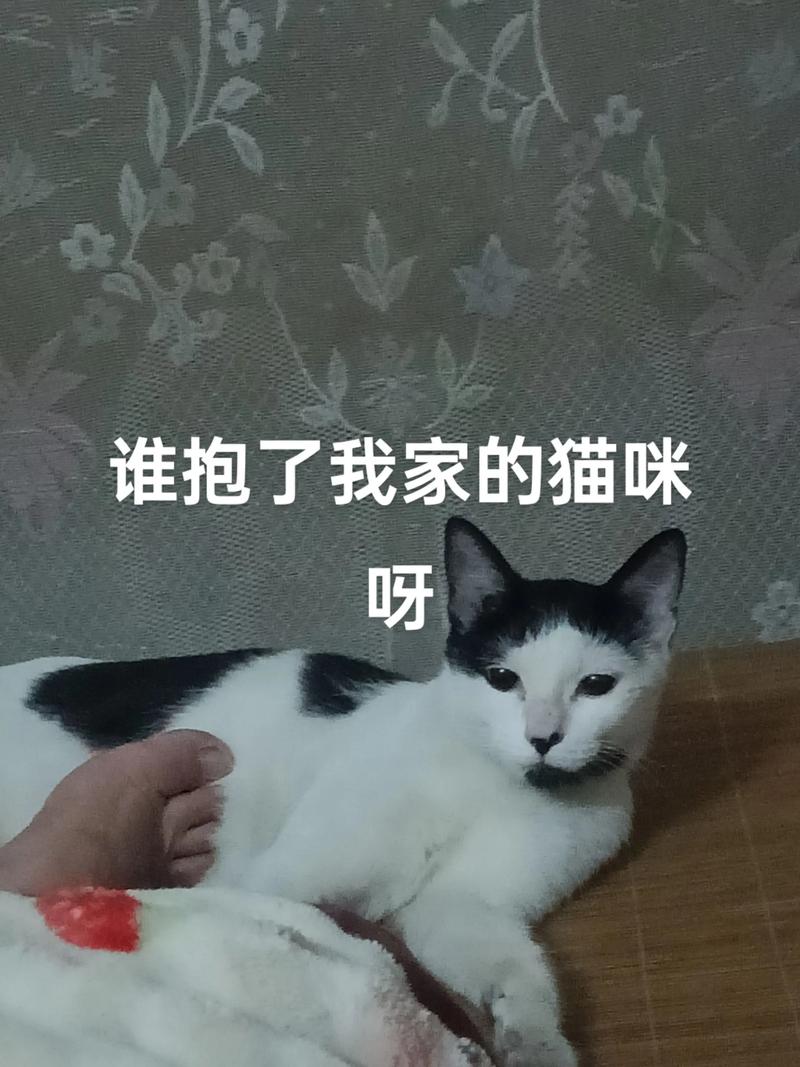 猫咪喜欢被抱吗,猫咪喜欢主人抱抱吗?-第5张图片-后鲨宠物 猫咪喜欢被抱吗,猫咪喜欢主人抱抱吗?-第5张图片-后鲨宠物