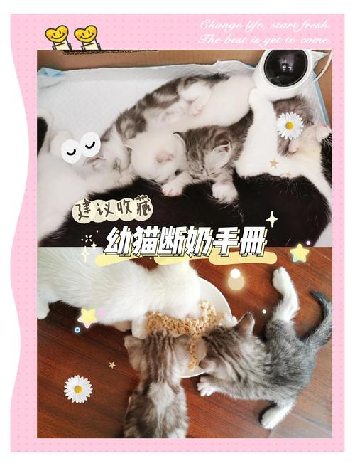 猫咪几个月断奶_猫下崽吃什么补奶最快-第2张图片-后鲨宠物 猫咪几个月断奶_猫下崽吃什么补奶最快-第2张图片-后鲨宠物