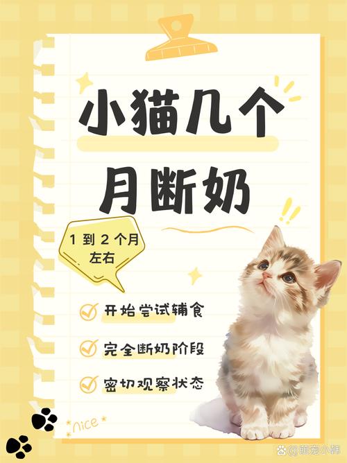猫咪几个月断奶_猫下崽吃什么补奶最快-第3张图片-后鲨宠物 猫咪几个月断奶_猫下崽吃什么补奶最快-第3张图片-后鲨宠物