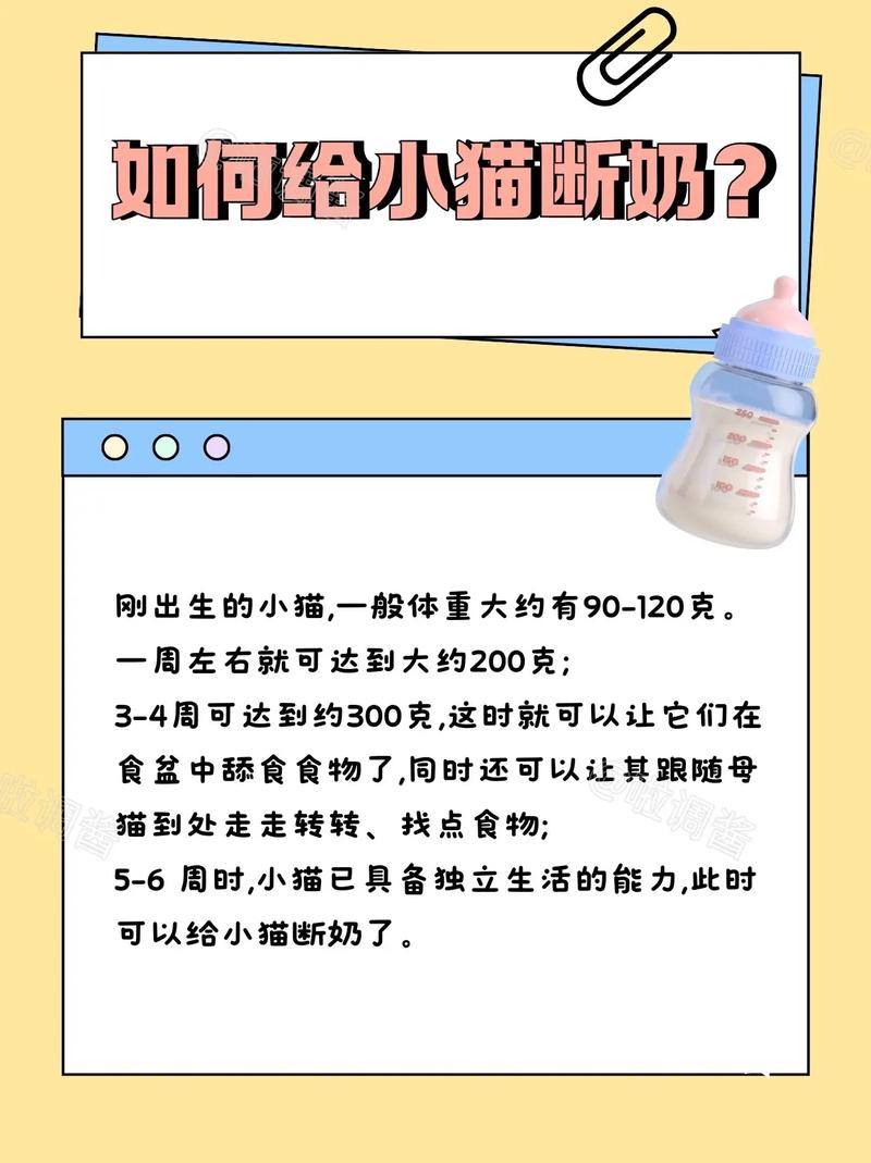 猫咪几个月断奶_猫下崽吃什么补奶最快-第4张图片-后鲨宠物 猫咪几个月断奶_猫下崽吃什么补奶最快-第4张图片-后鲨宠物