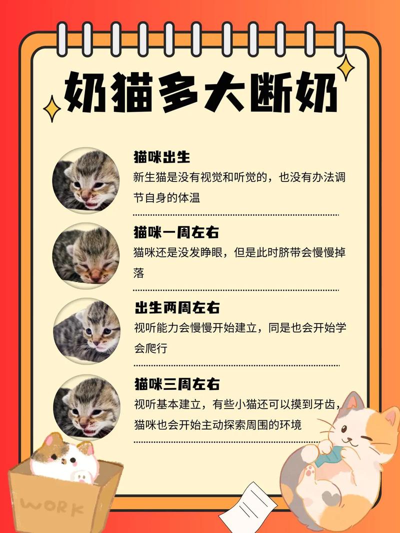 猫咪几个月断奶_猫下崽吃什么补奶最快-第5张图片-后鲨宠物 猫咪几个月断奶_猫下崽吃什么补奶最快-第5张图片-后鲨宠物
