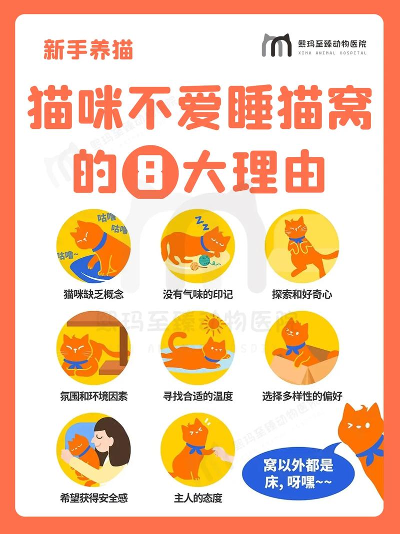 猫咪为什么不睡猫窝,猫咪为什么不睡猫窝睡纸箱里?-第3张图片-后鲨宠物 猫咪为什么不睡猫窝,猫咪为什么不睡猫窝睡纸箱里?-第3张图片-后鲨宠物