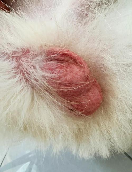 狗狗睾丸炎怎么治疗_狗狗睾丸炎治疗费用-第5张图片-后鲨宠物 狗狗睾丸炎怎么治疗_狗狗睾丸炎治疗费用-第5张图片-后鲨宠物