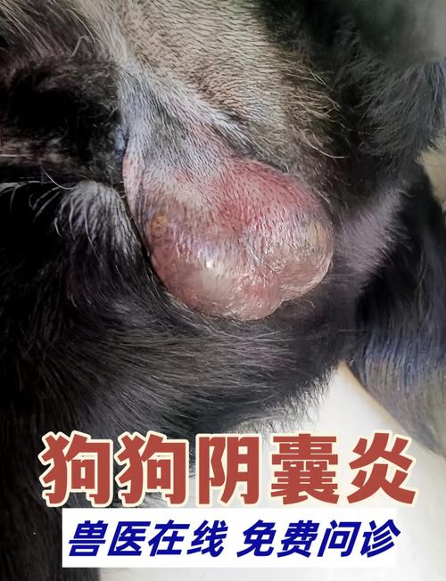 狗狗睾丸炎怎么治疗_狗狗睾丸炎治疗费用-第6张图片-后鲨宠物 狗狗睾丸炎怎么治疗_狗狗睾丸炎治疗费用-第6张图片-后鲨宠物
