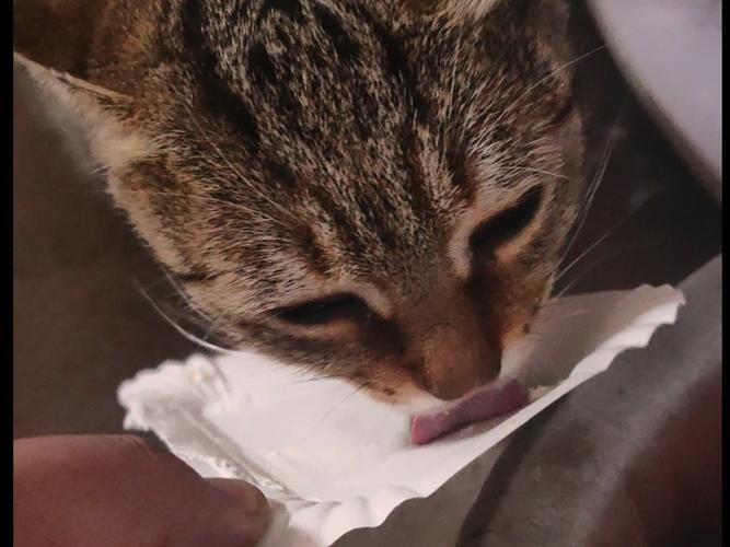 猫咪能吃奶油吗_猫咪能吃奶油吗会死吗-第1张图片-后鲨宠物