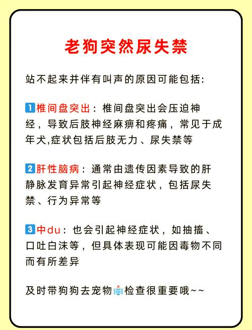 狗狗憋尿能憋多久,狗狗憋尿好吗?-第3张图片-后鲨宠物 狗狗憋尿能憋多久,狗狗憋尿好吗?-第3张图片-后鲨宠物