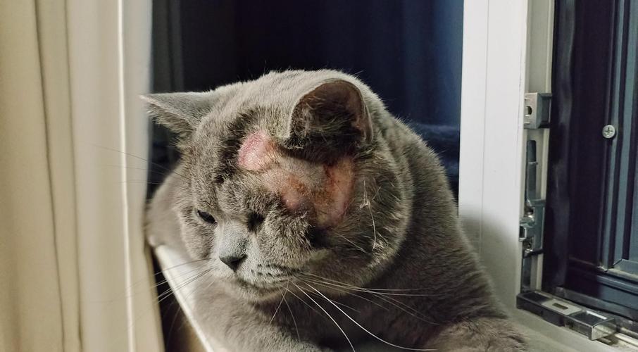 猫咪耳朵长猫藓_猫咪耳朵长猫藓用什么药-第1张图片-后鲨宠物 猫咪耳朵长猫藓_猫咪耳朵长猫藓用什么药-第1张图片-后鲨宠物