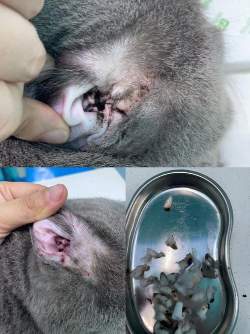 猫咪耳朵长猫藓_猫咪耳朵长猫藓用什么药-第2张图片-后鲨宠物 猫咪耳朵长猫藓_猫咪耳朵长猫藓用什么药-第2张图片-后鲨宠物