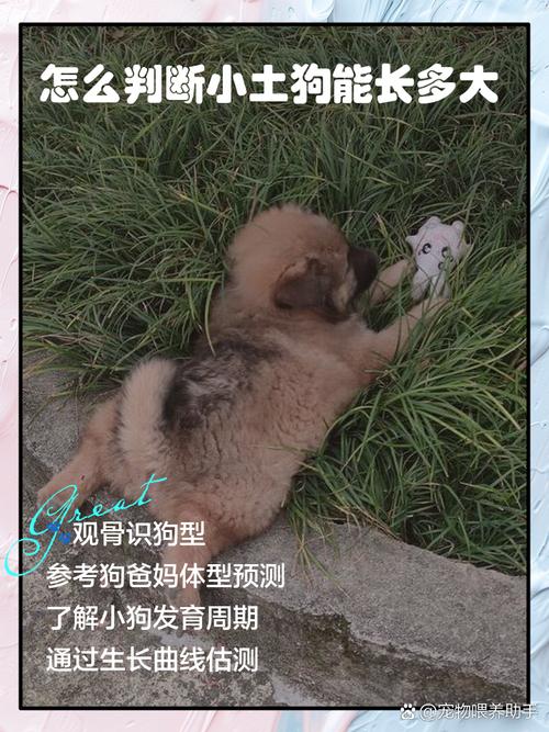 如何分辨狗狗的年龄,如何分辩狗狗年龄-第4张图片-后鲨宠物 如何分辨狗狗的年龄,如何分辩狗狗年龄-第4张图片-后鲨宠物