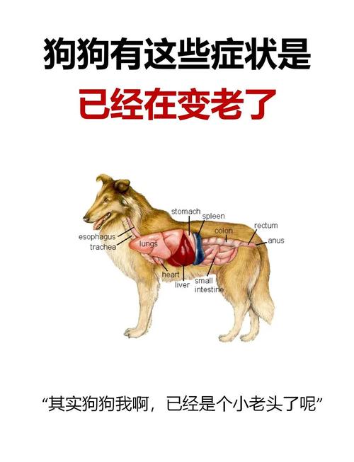 如何分辨狗狗的年龄,如何分辩狗狗年龄-第6张图片-后鲨宠物 如何分辨狗狗的年龄,如何分辩狗狗年龄-第6张图片-后鲨宠物