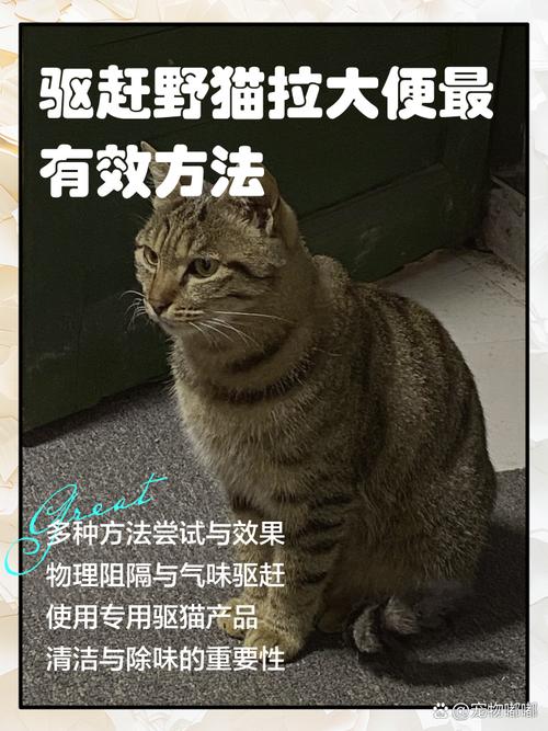 猫咪突然随地大小便,猫咪突然随地大小便是为什么-第4张图片-后鲨宠物 猫咪突然随地大小便,猫咪突然随地大小便是为什么-第4张图片-后鲨宠物