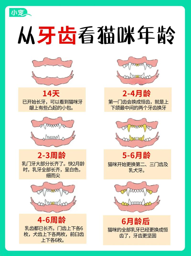 怎样判断猫咪的年龄,怎样判断猫咪的年龄大小-第2张图片-后鲨宠物 怎样判断猫咪的年龄,怎样判断猫咪的年龄大小-第2张图片-后鲨宠物