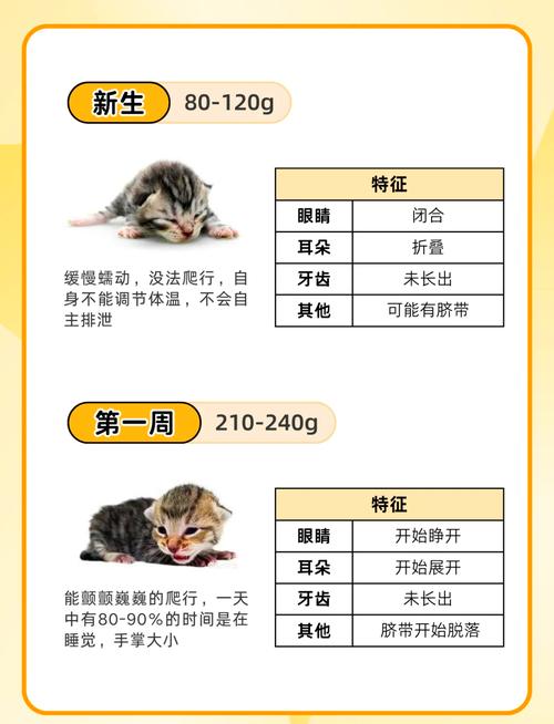 怎样判断猫咪的年龄,怎样判断猫咪的年龄大小-第3张图片-后鲨宠物 怎样判断猫咪的年龄,怎样判断猫咪的年龄大小-第3张图片-后鲨宠物