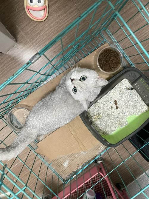 怎样判断猫咪的年龄,怎样判断猫咪的年龄大小-第4张图片-后鲨宠物 怎样判断猫咪的年龄,怎样判断猫咪的年龄大小-第4张图片-后鲨宠物