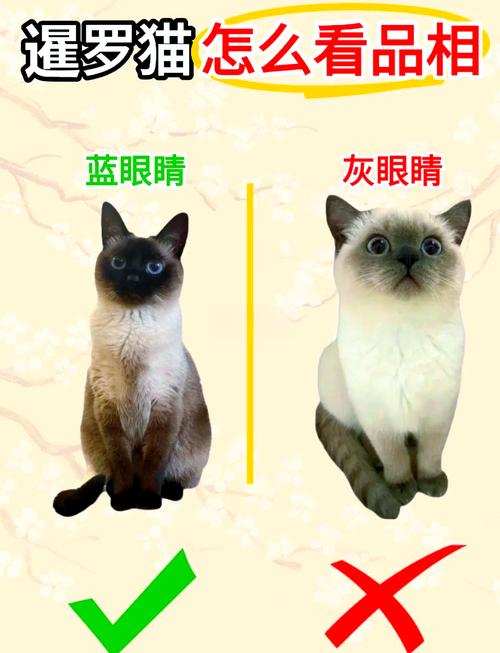 怎样判断猫咪的年龄,怎样判断猫咪的年龄大小-第5张图片-后鲨宠物 怎样判断猫咪的年龄,怎样判断猫咪的年龄大小-第5张图片-后鲨宠物