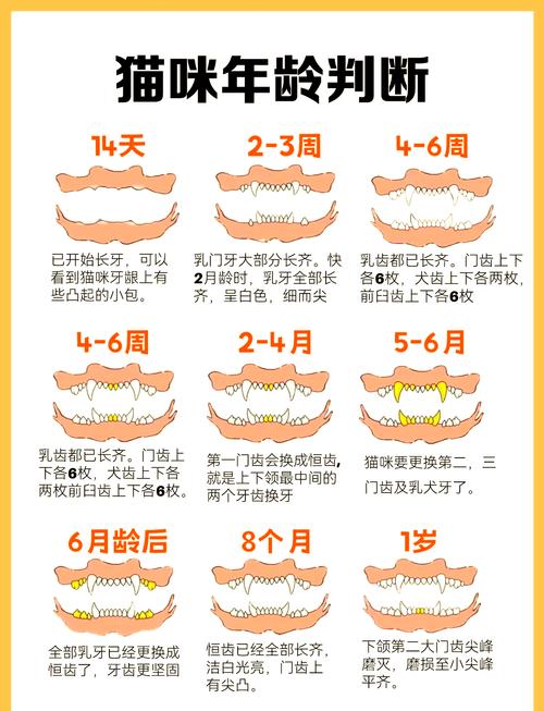 怎样判断猫咪的年龄,怎样判断猫咪的年龄大小-第6张图片-后鲨宠物 怎样判断猫咪的年龄,怎样判断猫咪的年龄大小-第6张图片-后鲨宠物