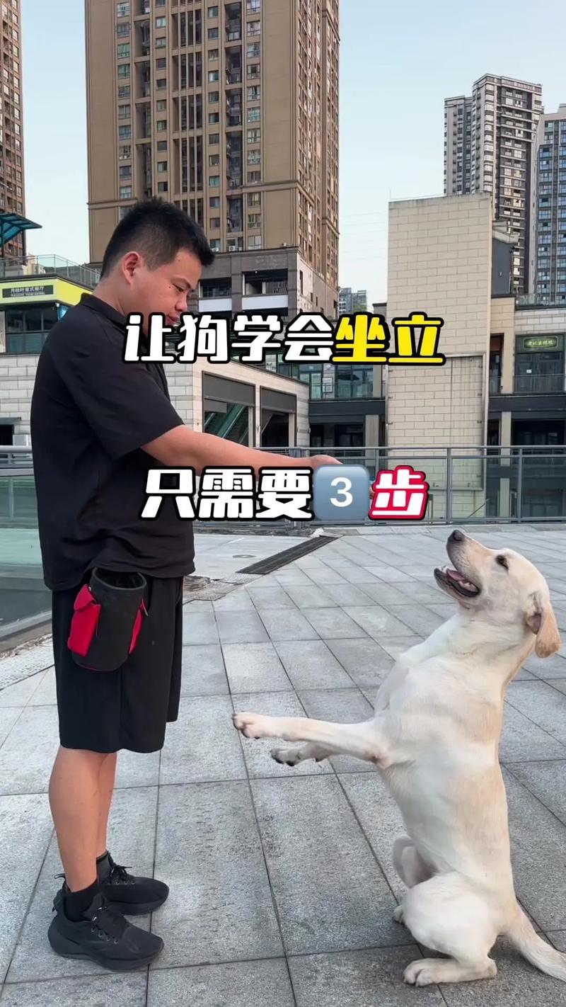 怎么让狗狗坐下,如何让狗狗坐立-第6张图片-后鲨宠物 怎么让狗狗坐下,如何让狗狗坐立-第6张图片-后鲨宠物