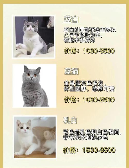 猫猫叫什么名字,林子烨猫猫叫什么名字?-第3张图片-后鲨宠物 猫猫叫什么名字,林子烨猫猫叫什么名字?-第3张图片-后鲨宠物