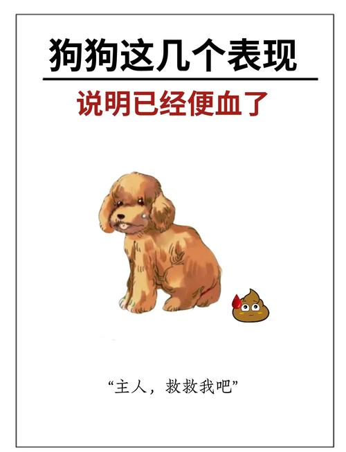 狗狗拉血治疗方法_狗狗拉血是啥病-第6张图片-后鲨宠物 狗狗拉血治疗方法_狗狗拉血是啥病-第6张图片-后鲨宠物