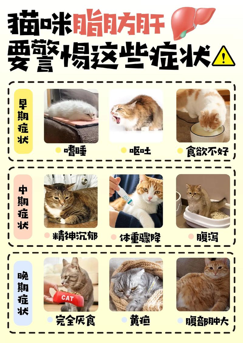 猫咪肥胖的危害,猫咪肥胖会导致什么-第1张图片-后鲨宠物 猫咪肥胖的危害,猫咪肥胖会导致什么-第1张图片-后鲨宠物