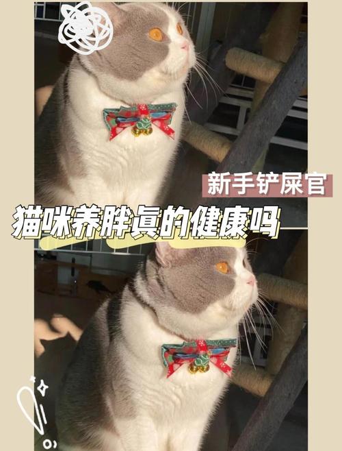 猫咪肥胖的危害,猫咪肥胖会导致什么-第5张图片-后鲨宠物 猫咪肥胖的危害,猫咪肥胖会导致什么-第5张图片-后鲨宠物
